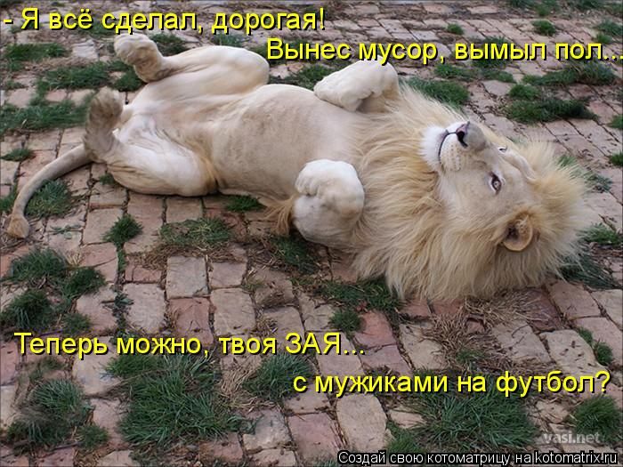 Лучшие котоматрицы недели (50 фото)