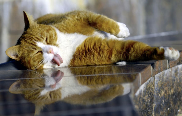 кот, коты, кошка, лежит, язык. кот, коты, кошка, лежит, язык.