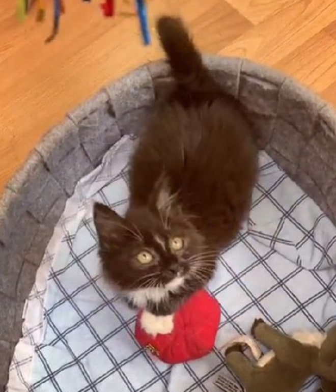 Котенок куда-то смотрит Котенок и мяч