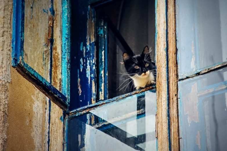 Колоритные уличные коты