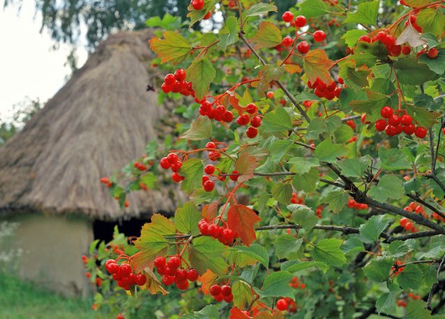 Калина на участке польза вред