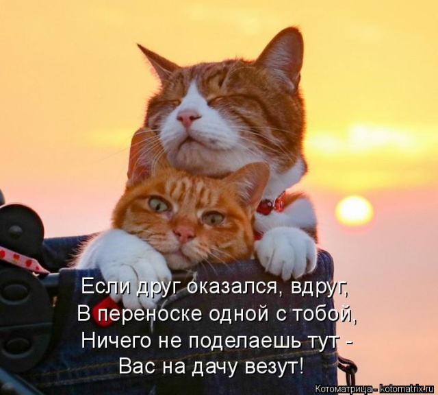 Лучшие котоматрицы недели Лучшие котоматрицы недели