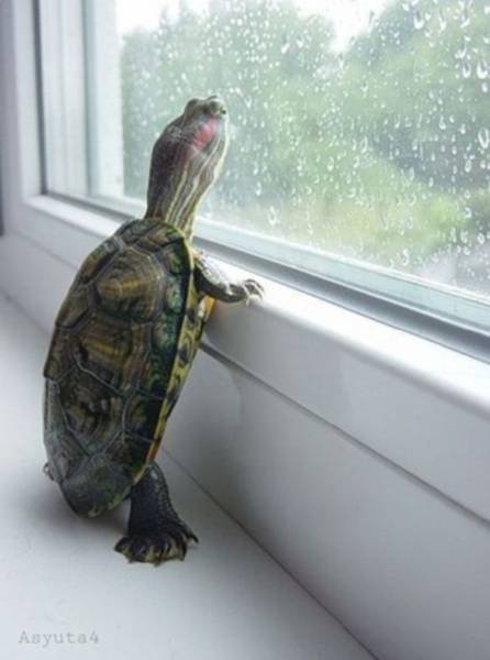 Забавные животные, которые умеют стоять, как люди Забавные животные, которые умеют стоять, как люди