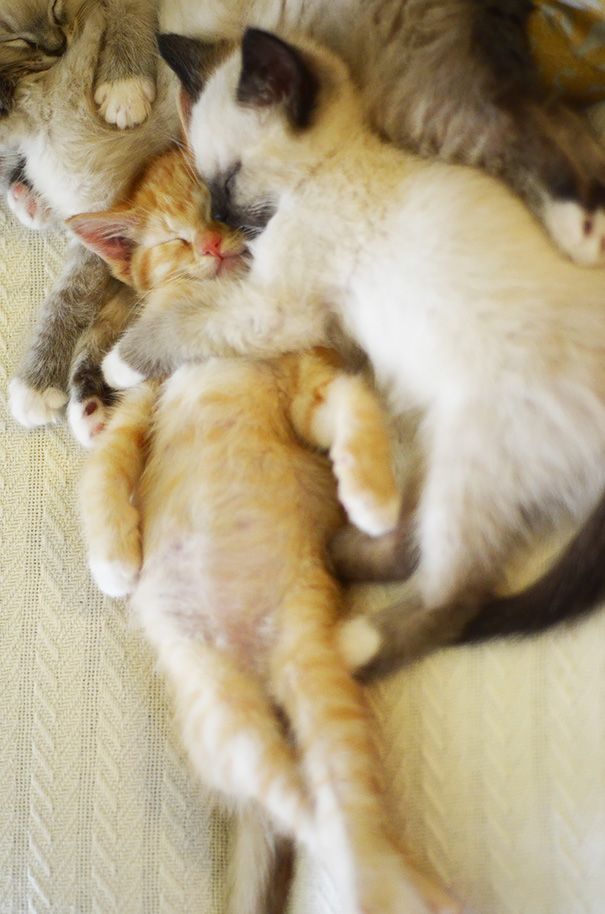 20 спящих котят, которые постигли науку сна в совершенстве спящие котята, котята спят