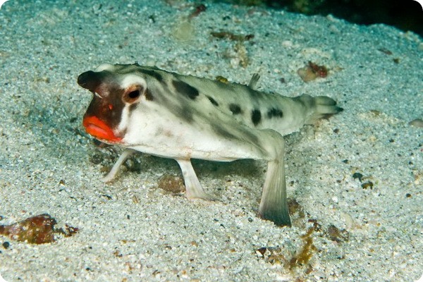 Морской нетопырь (лат. Ogcocephalus) Морской нетопырь (лат. Ogcocephalus)