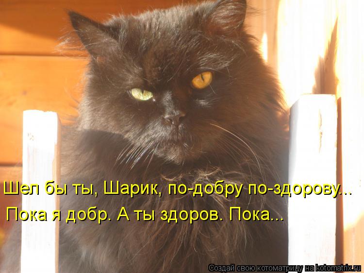 Котоматрица: Шел бы ты, Шарик, по-добру по-здорову... Пока я добр. А ты здоров. Пока...