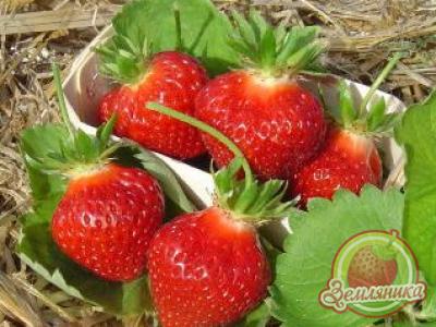 Сорт клубники мармион отзывы. original. Сорт клубники мармион отзывы фото. Сорт клубники мармион отзывы-original. картинка Сорт клубники мармион отзывы. картинка original. Дачный форум: о даче, о цветах, о вашем приусадебном участке