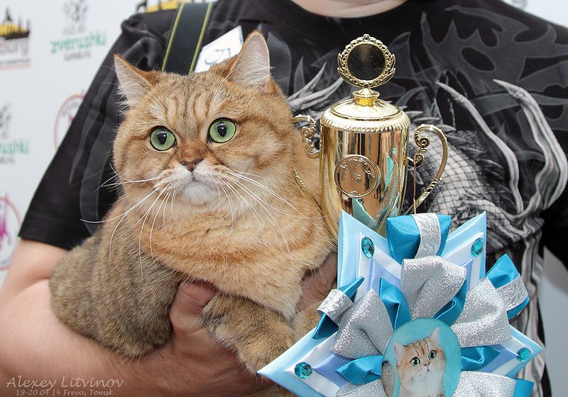 Выставка кошек в Томске кошки, животные, выставка