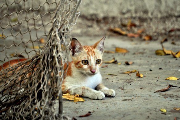 Колоритные уличные коты
