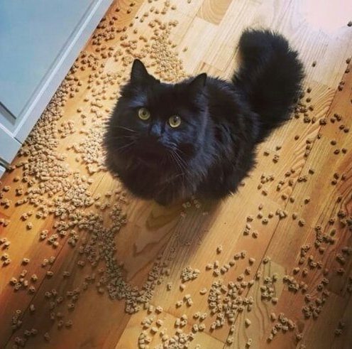 Кошки, пойманные с поличным Кошки, пойманные с поличным