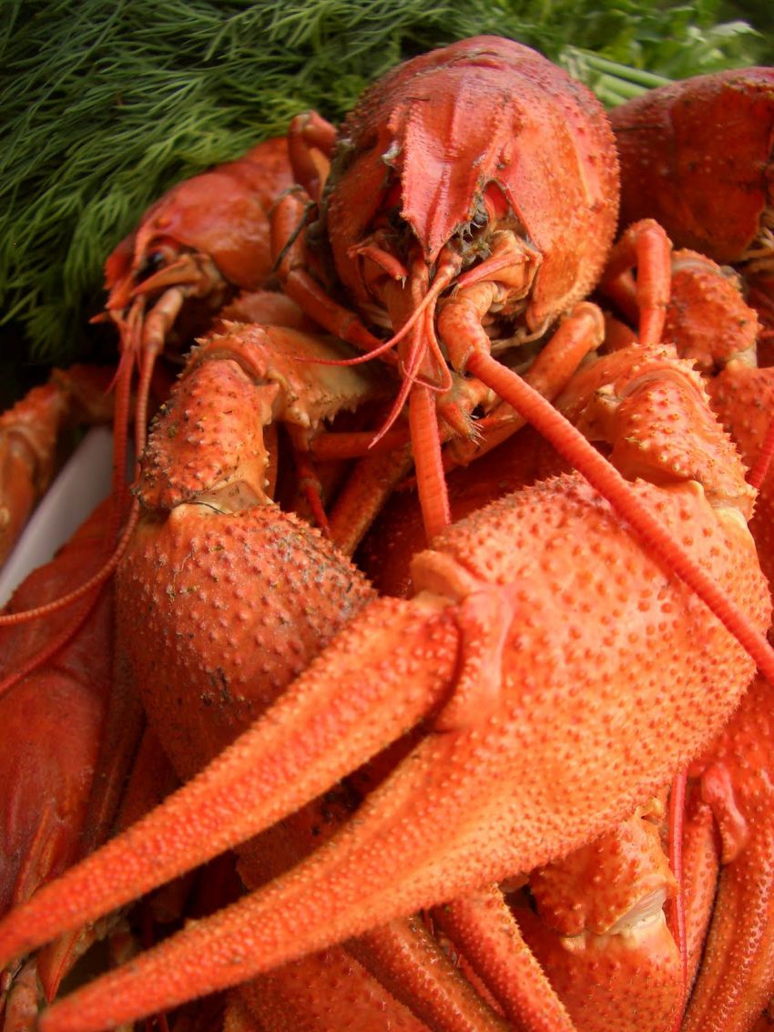 Раки, рыбалка, рецепт, блюдо, кухня