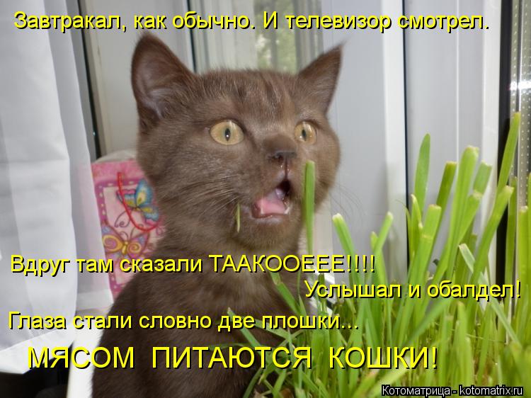 Завтракал, как обычно. И телевизор смотрел. Вдруг там сказали ТААКООЕЕЕ!!!! Услышал и обалдел! Гла... Завтракал, как обычно. И телевизор смотрел. Вдруг там сказали ТААКООЕЕЕ!!!! Услышал и обалдел! Глаза стали словно две плошки... МЯСОМ ПИТАЮТ