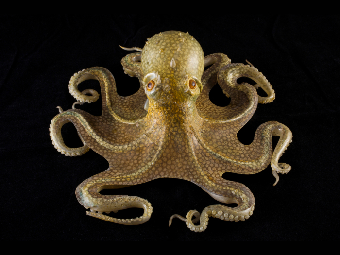 Этот осьминог (Octopus vulgaris) входит в обширную коллекцию стеклянных морских моделей Корнелла, изготовленную Леопольдом и Рудольфом Блашкой. \ Фото: Gary Hodges. Cтеклянные шедевры ювелира XIX века, которые служили научным пособием для школ и университетов