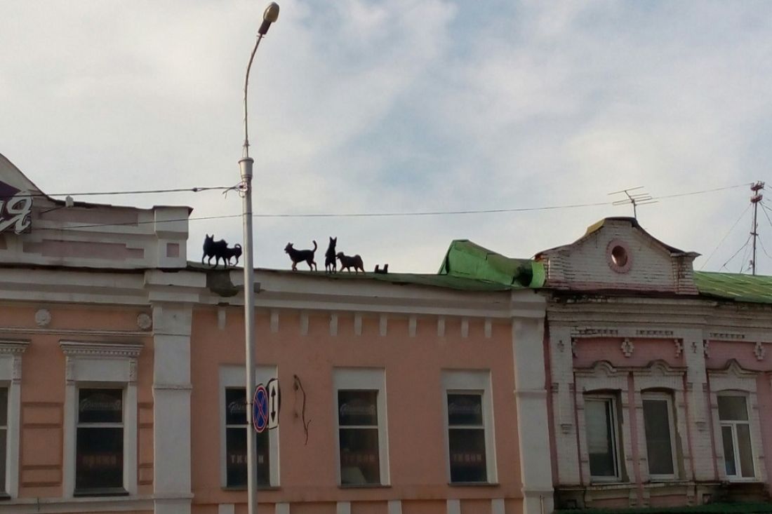 Они считают себя кошками