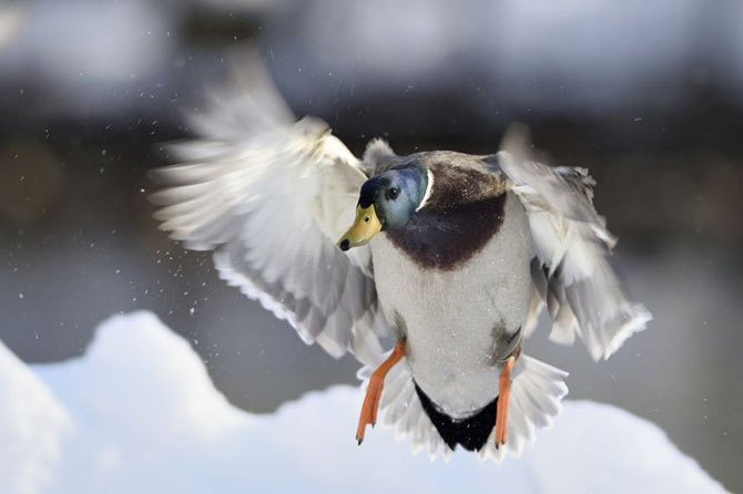 Дикие утки в фотографиях Берт де Тилли