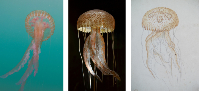 Слева направо: фотография Пелагии (Pelagia noctiluca), медузы, найденной в Средиземном море; стеклянная модель Блашки; акварель Блашки. \ Фотографии: Дрю Харвелла и Музея естественной истории Женевы. Cтеклянные шедевры ювелира XIX века, которые служили научным пособием для школ и университетов