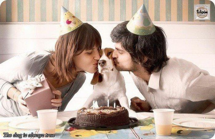 животные, собаки