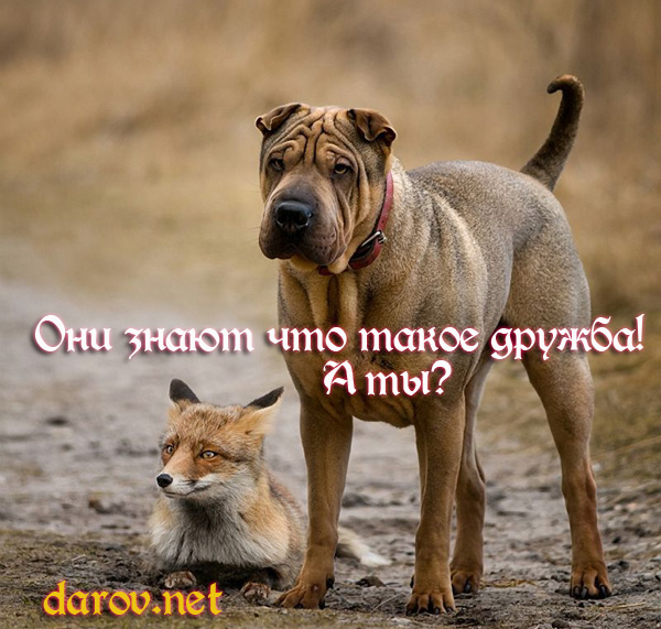 Любовь и дружба