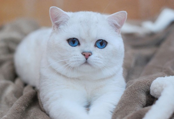 Кошки-блондинки