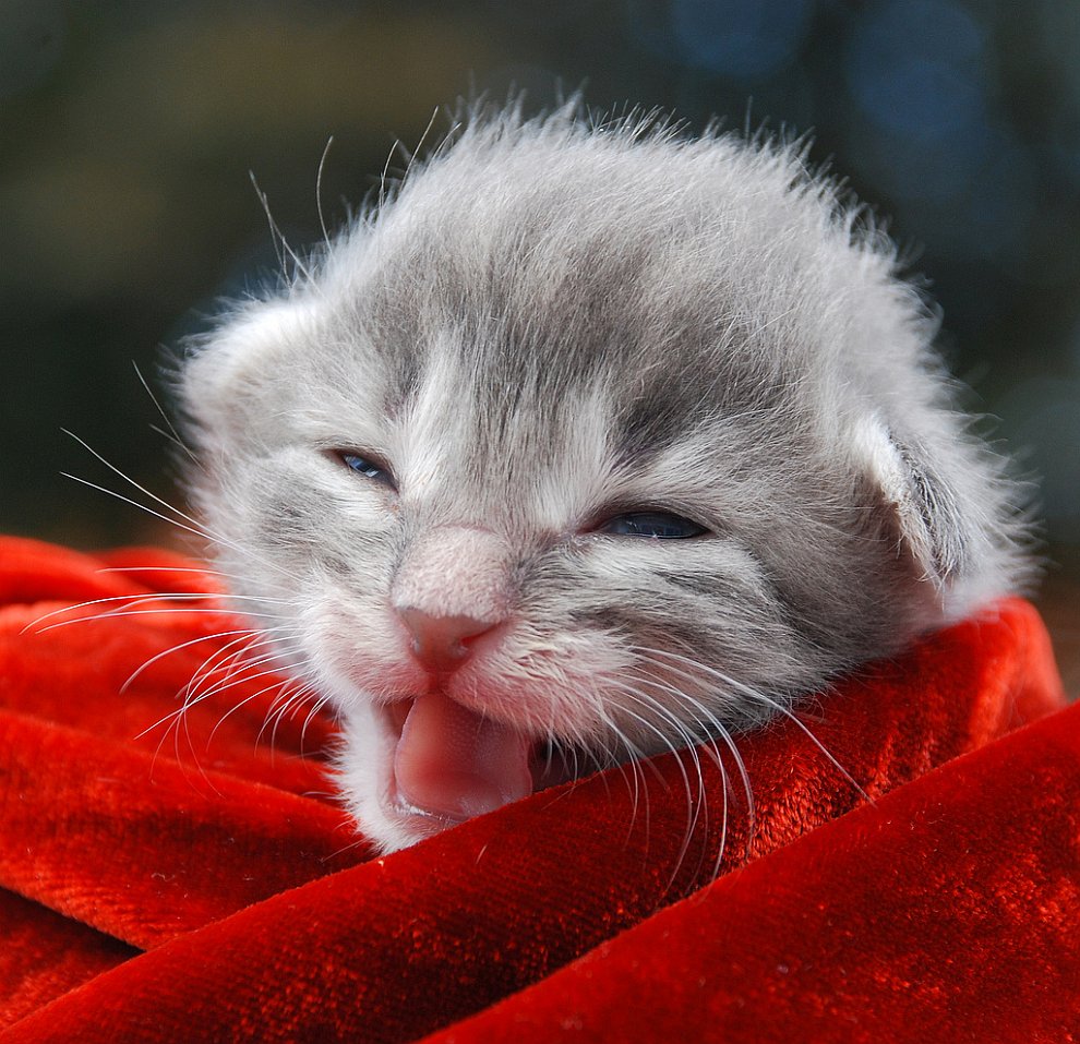 Котенок Котенок