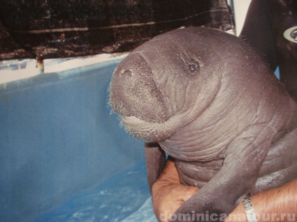 Один из курортов Доминиканской Республики - город Лас Терренас на Севере Доминиканы