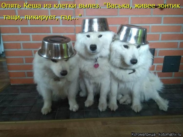 Лучшие котоматрицы недели Лучшие котоматрицы недели