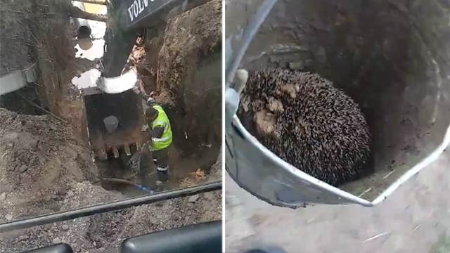 В Мичуринске рабочие сняли на видео спасение ежика из котлована