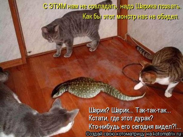 Лучшие котоматрицы недели Лучшие котоматрицы недели