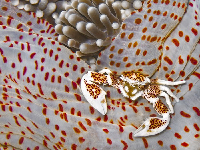 ������ ������ �������� ��������� ���������� �RSMAS Underwater Photography 2013�