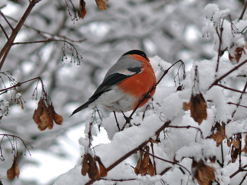 �� ������� �������...