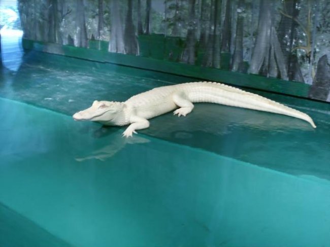       Gatorland (6 )