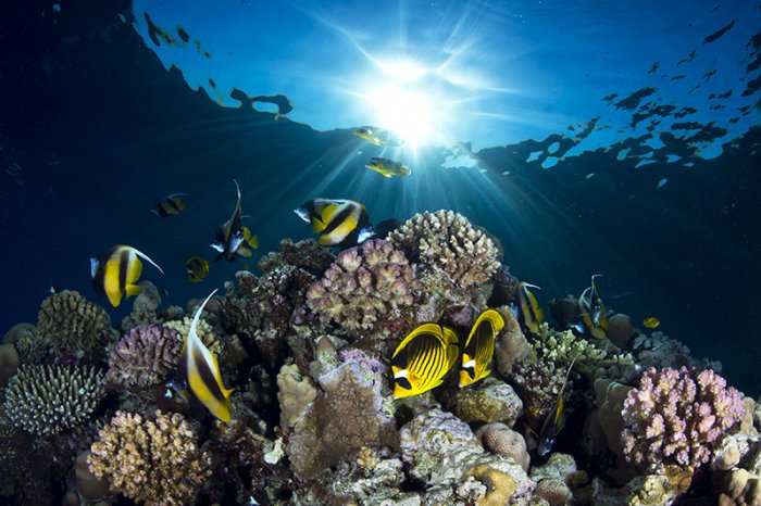 ������ ������ �������� ��������� ���������� �RSMAS Underwater Photography 2013�