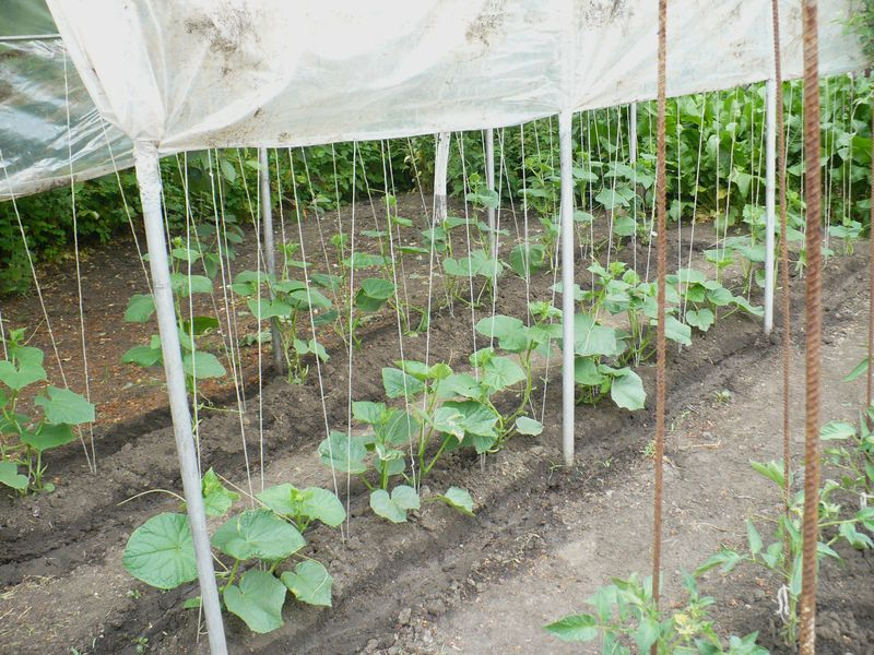 Укрытие для огурцов своими руками 953