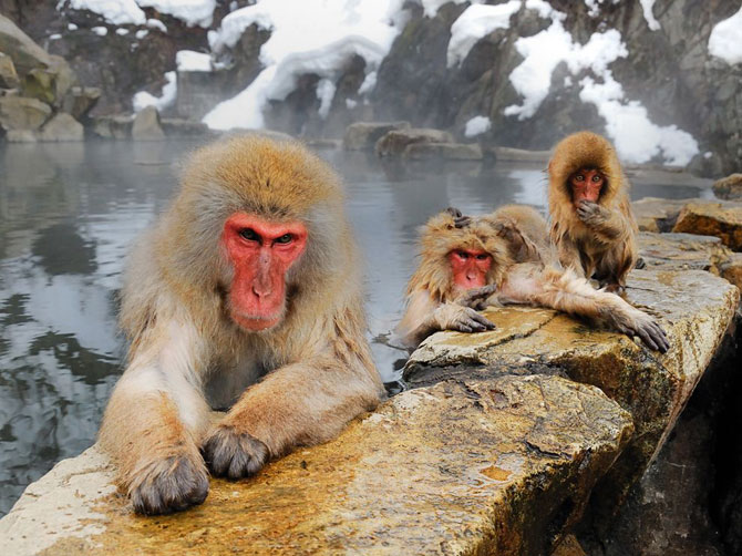 Лучшие фотографии National Geographic в июле