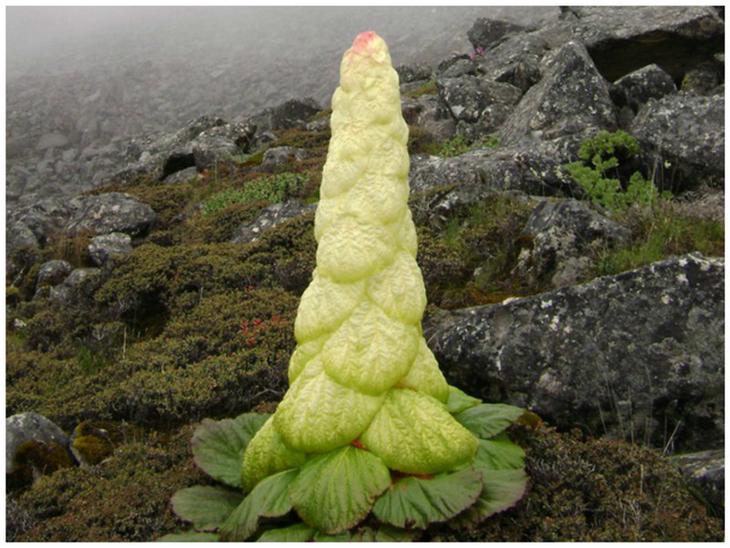Ревень алтайский - Rheum altaicum L. Сибирско-монгольско-китайский вид. красота, особенные, природа, растения, флора, цветы