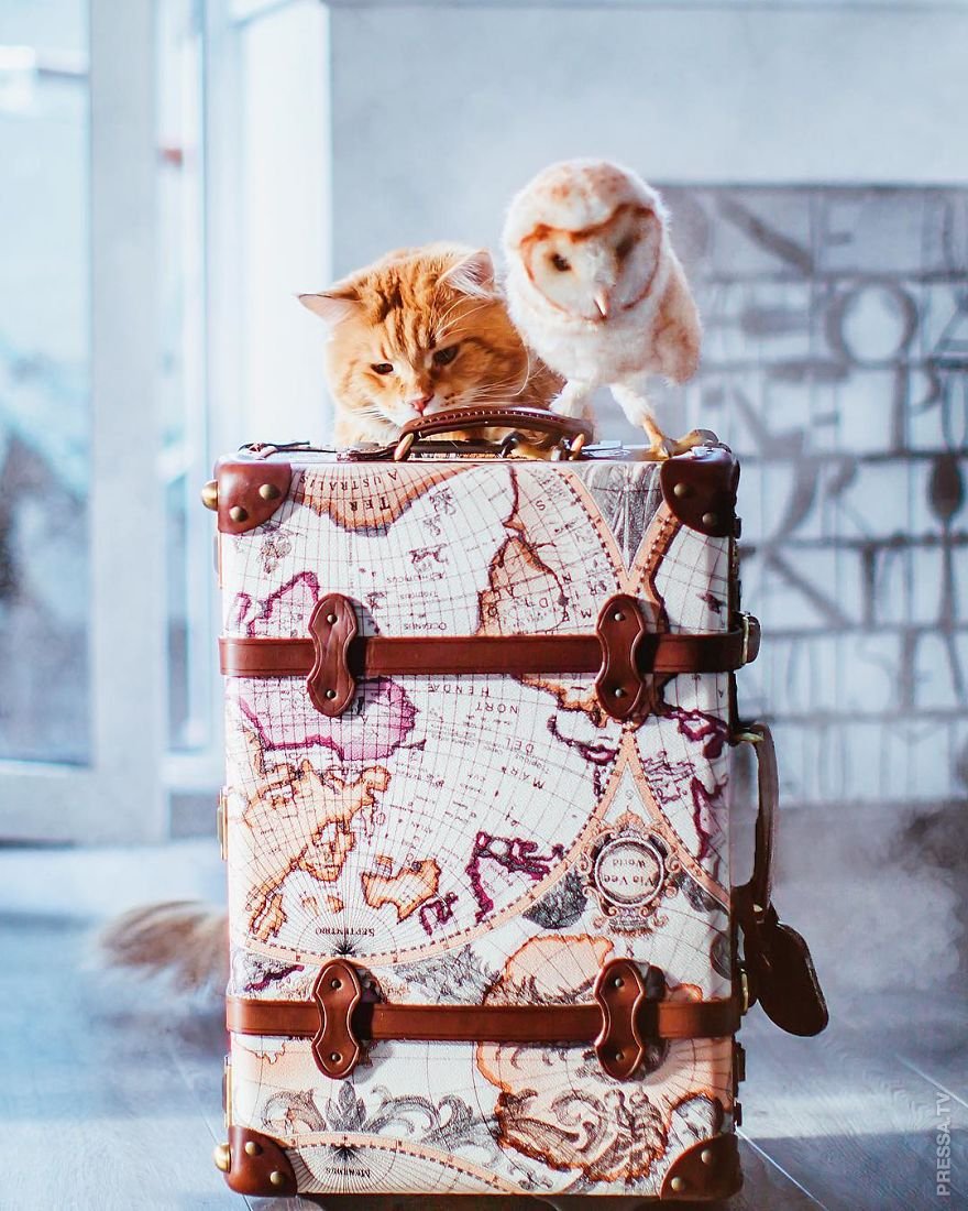 Рыжий кот по имени "Котлета" покоряет интернет