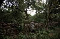Тысячи оазисов среди пустыни: церковные леса Эфиопии