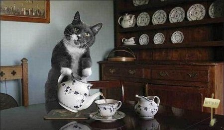 Идеальный котЭ