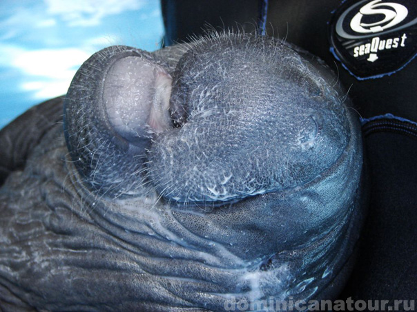 В Доминиканской Республике тропический климат, так как она находится на Карибах