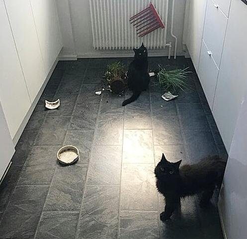 Кошки, пойманные с поличным Кошки, пойманные с поличным