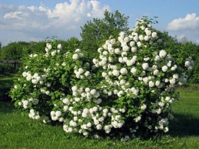 Калина на участке польза вред