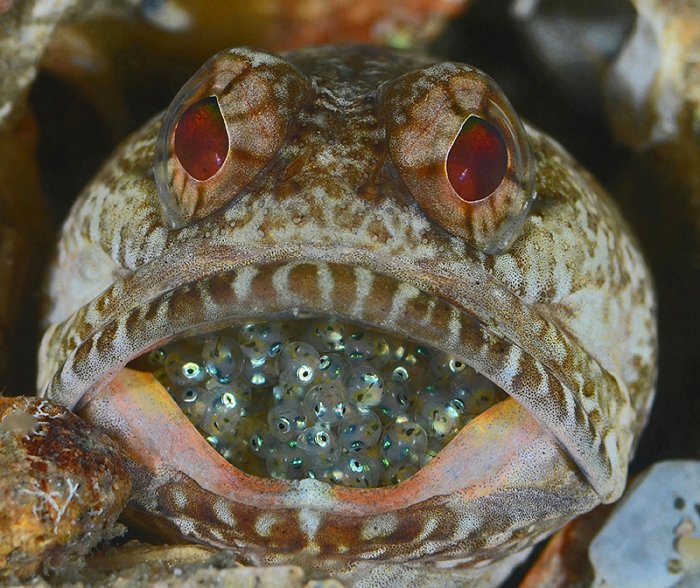 ������ ������ �������� ��������� ���������� �RSMAS Underwater Photography 2013�