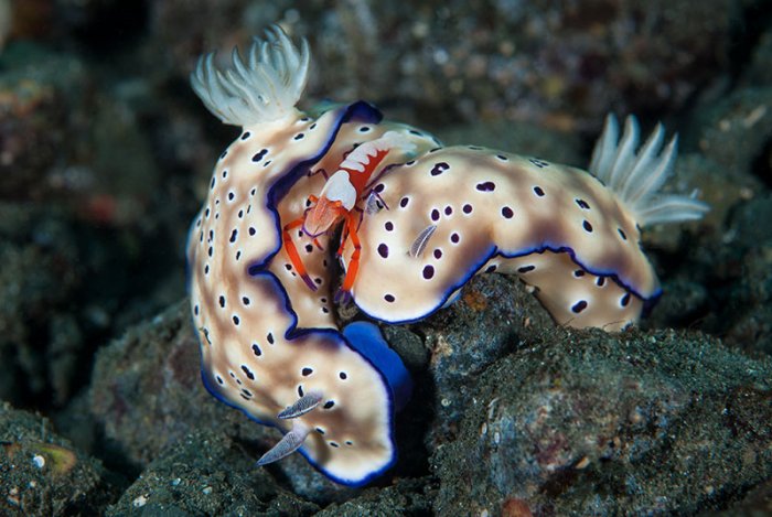 ������ ������ �������� ��������� ���������� �RSMAS Underwater Photography 2013�