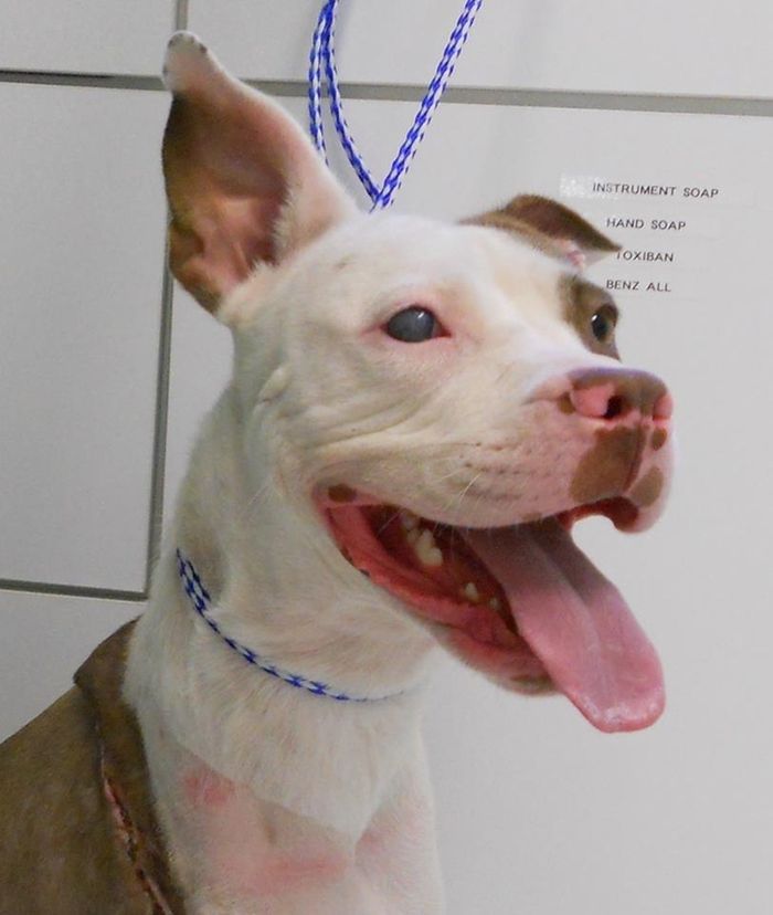 животные, героизм