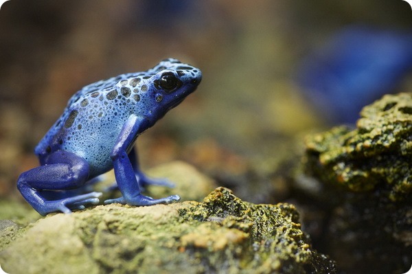 Голубой древолаз (лат.Dendrobates azureus) Голубой древолаз (лат.Dendrobates azureus)