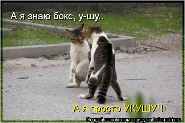 Котоматрица!