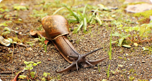 - - (.Euglandina rosea)