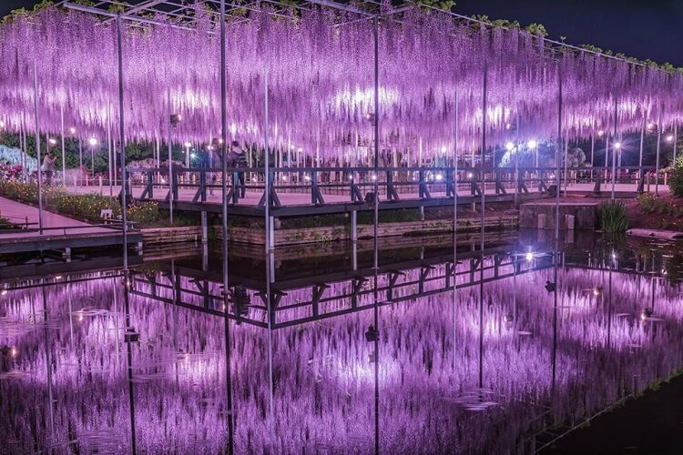 Фестиваль цветущей глицинии в Японии (10 фотографий) Фестиваль цветущей глицинии в Японии (10 фотографий)