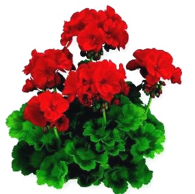 ������������� ���������. ��������� ���� � ������....