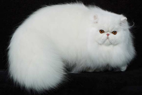 Кошки-блондинки